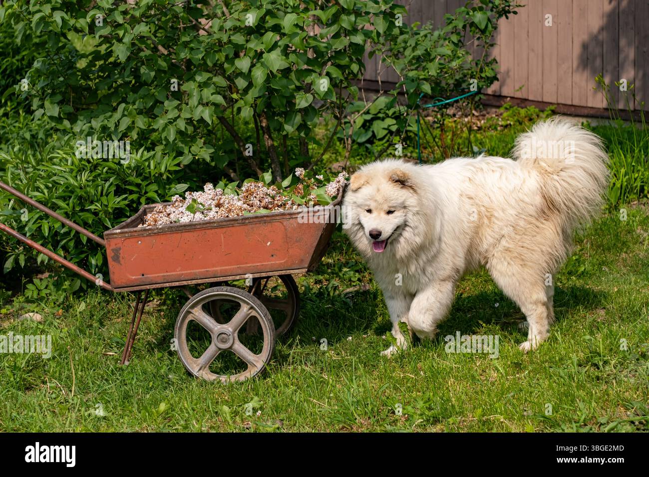 Chien Samoyed debout sur l'herbe verte à côté d'une vieille brouette en métal remplie de fleurs de lilas taillées après la floraison. La scène illustre GA saisonnière Banque D'Images