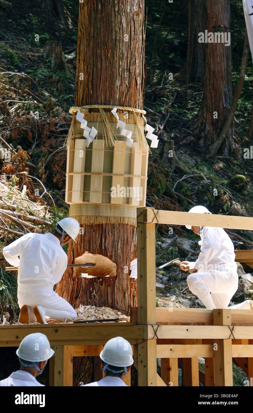 Les bûcherons participent à un rite d'abattage d'arbres à Nakatsugawa, préfecture de Gifu, le 5 juin 2025, dans le cadre des rites pour la reconstruction du bâtiment du sanctuaire Shikinen Sengu tous les 20 ans au sanctuaire ISE Jingu à ISE dans la préfecture de Mie, au centre du Japon. Deux cyprès japonais en cours de coupe seront transportés au sanctuaire shinto le 9-10 juin pour le 63e 'Shikinen Sengu' avec une histoire d'environ 1 300 ans, à partir de 2033. (Kyodo)==photo Kyodo via Credit : Newscom/Alamy Live News Banque D'Images