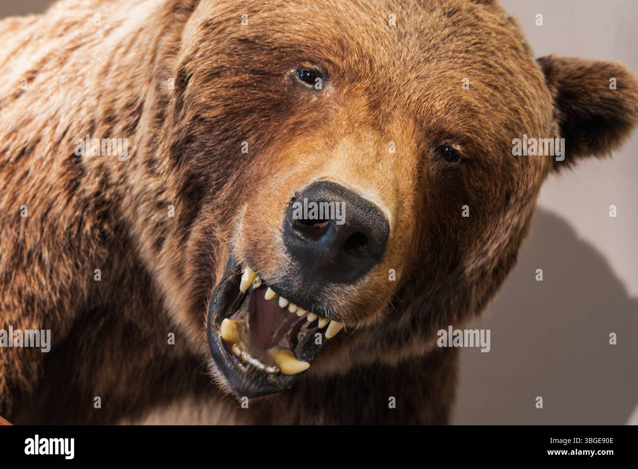 Taxidermie d'un ours brun féroce : gros plan hyperréaliste d'une tête redoutable à la bouche grinçante. Une exposition magistralement exécutée, transportant le fu Banque D'Images