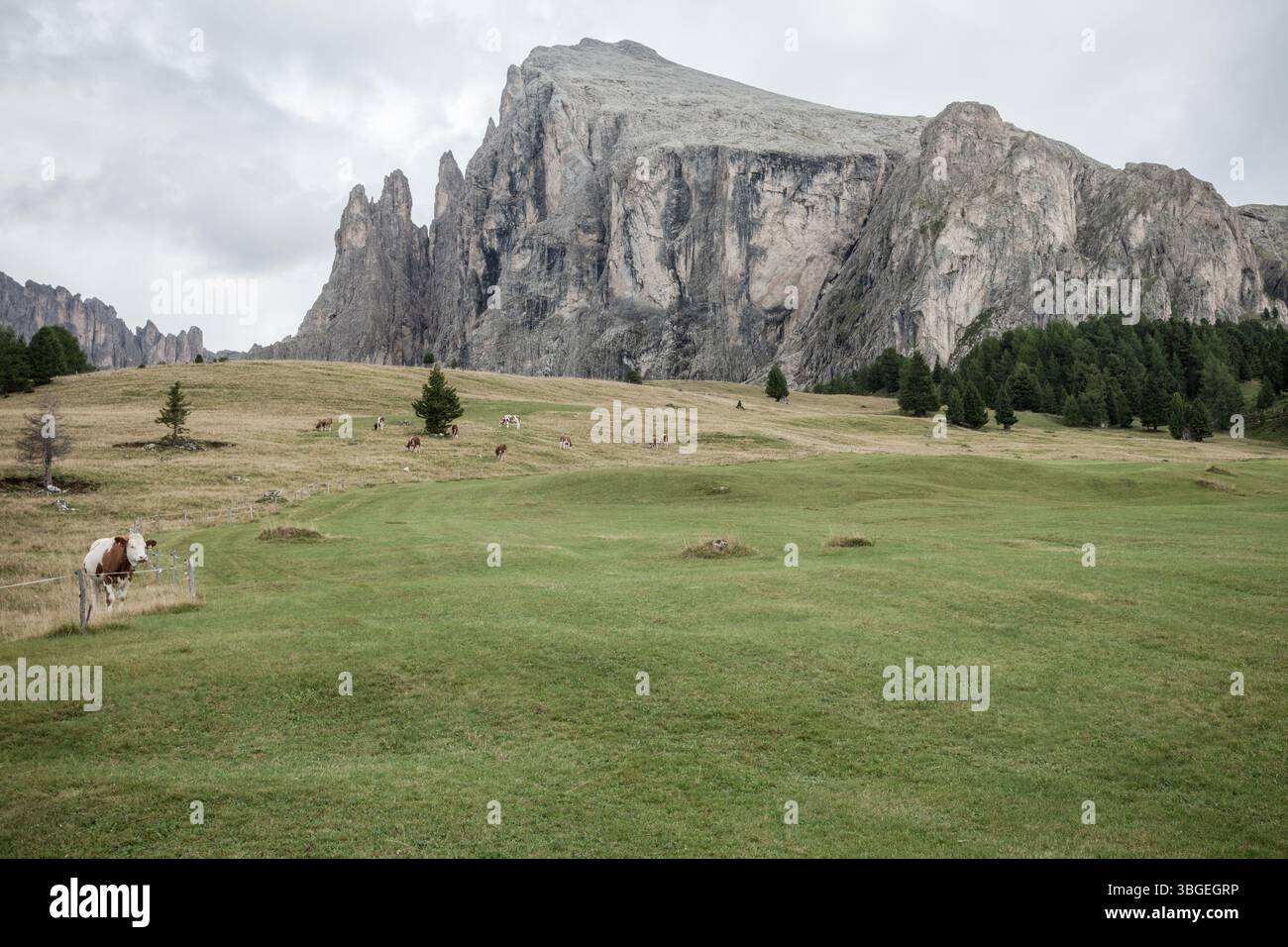 Quelques vaches dans un large pâturage dans les Dolomites Banque D'Images
