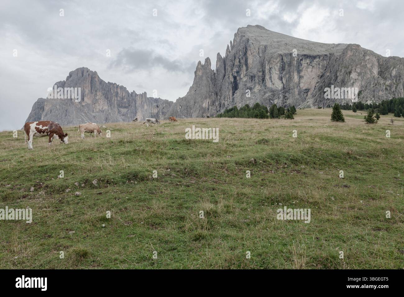 Quelques vaches dans un large pâturage dans les Dolomites Banque D'Images