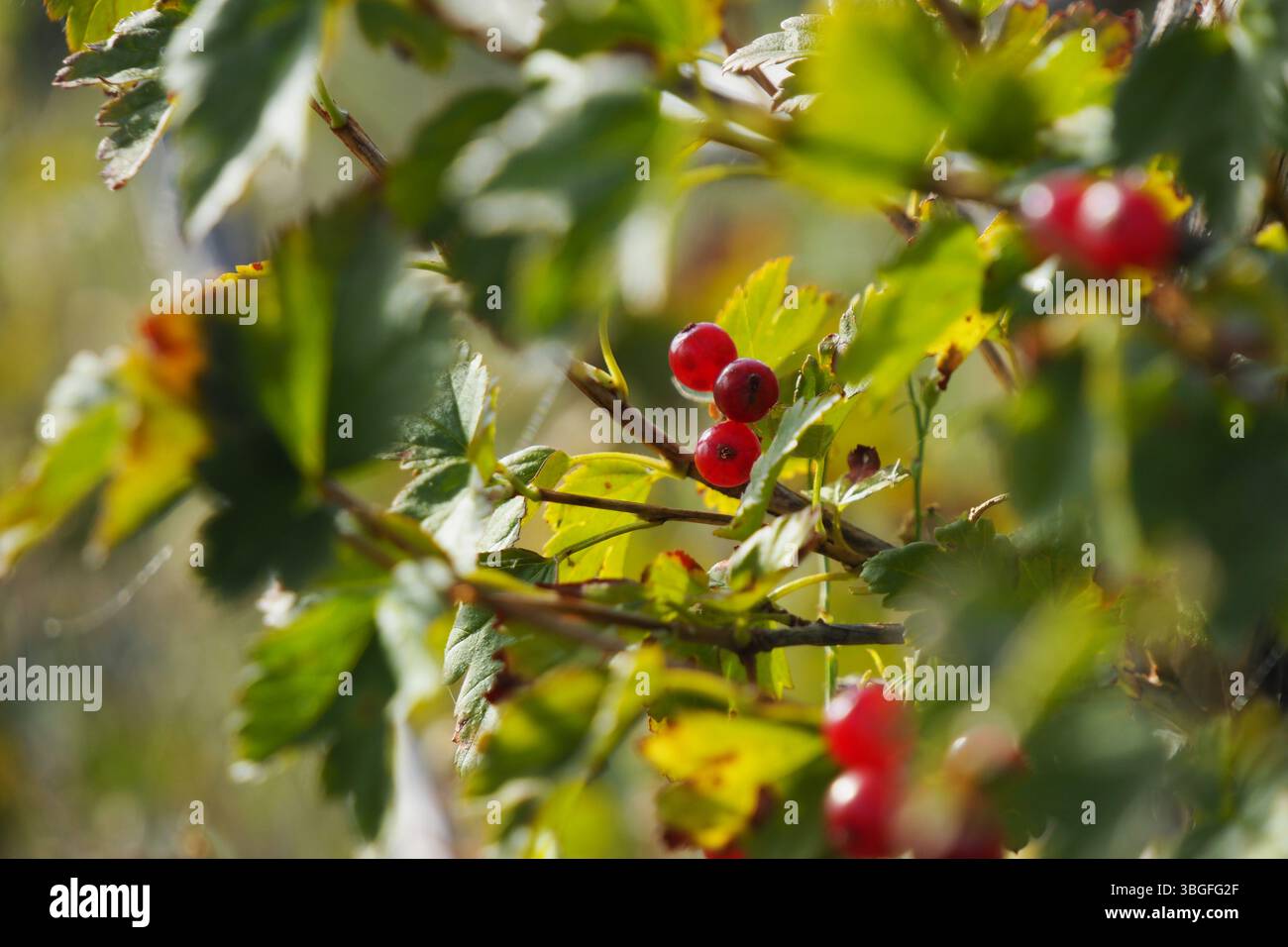Gros plan de baies rouges sur une plante verte feuillue Banque D'Images