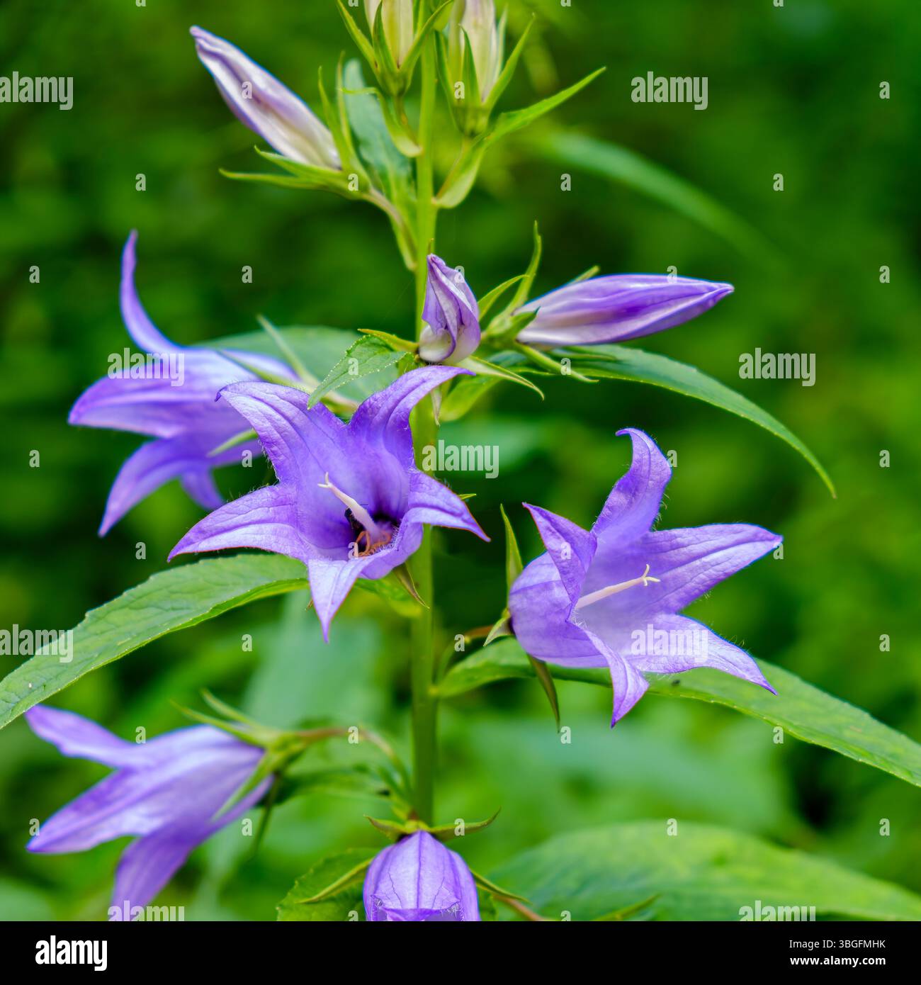 Spécimen de Campanula latifolia, aussi connu sous le nom de chausson à feuilles larges, dans son habitat naturel. Banque D'Images