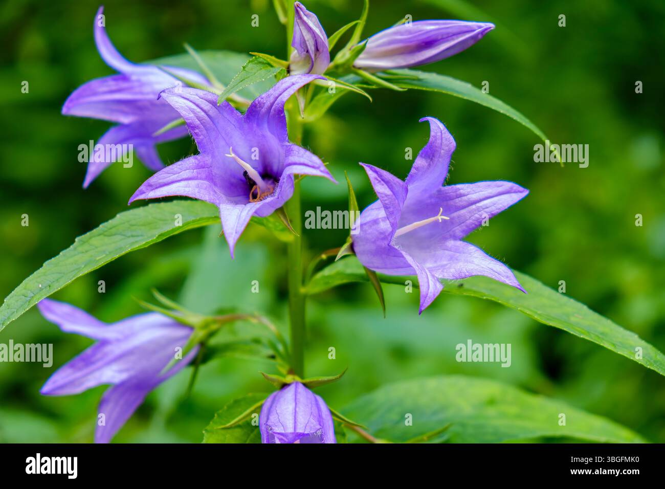 Spécimen de Campanula latifolia, aussi connu sous le nom de chausson à feuilles larges, dans son habitat naturel. Banque D'Images