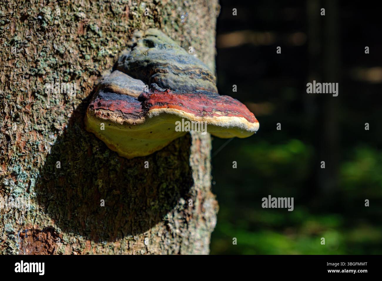 Cône ceinture rouge, Fomitopsis pinicola, également connu sous le nom de parenthèse ceinture rouge, dans un environnement naturel sur un arbre hôte. Banque D'Images