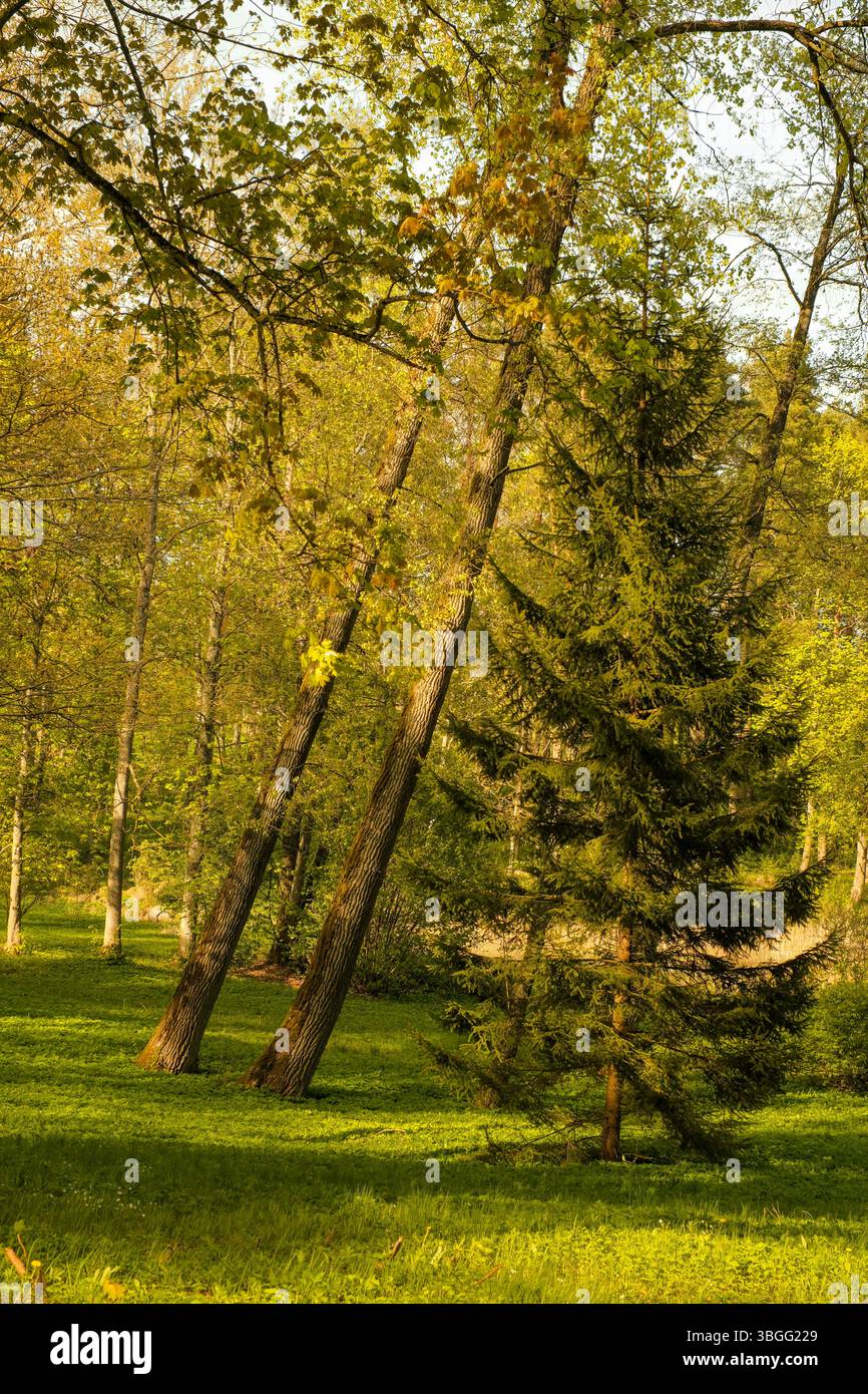 La lumière du soleil filtrant à travers une forêt printanière, mettant en évidence un grand feuillage persistant parmi les arbres à feuilles caduques penchés. Une prairie verte luxuriante tapisse le sol. Banque D'Images