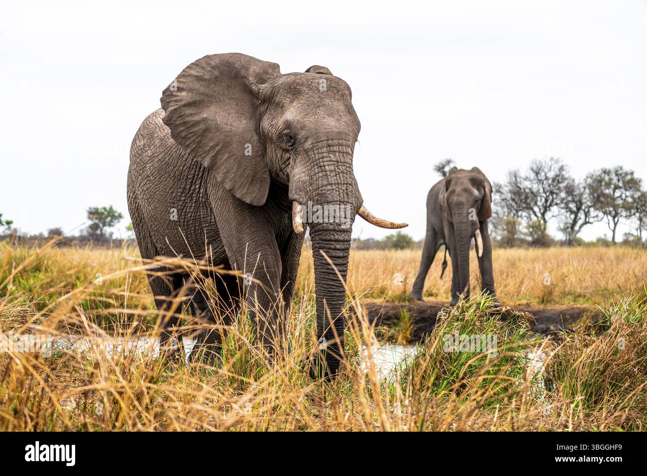 Éléphant d'Afrique (Loxodonta africana), adulte, deux animaux en herbe sèche, Parc National Kruger, Afrique du Sud, Afrique Banque D'Images