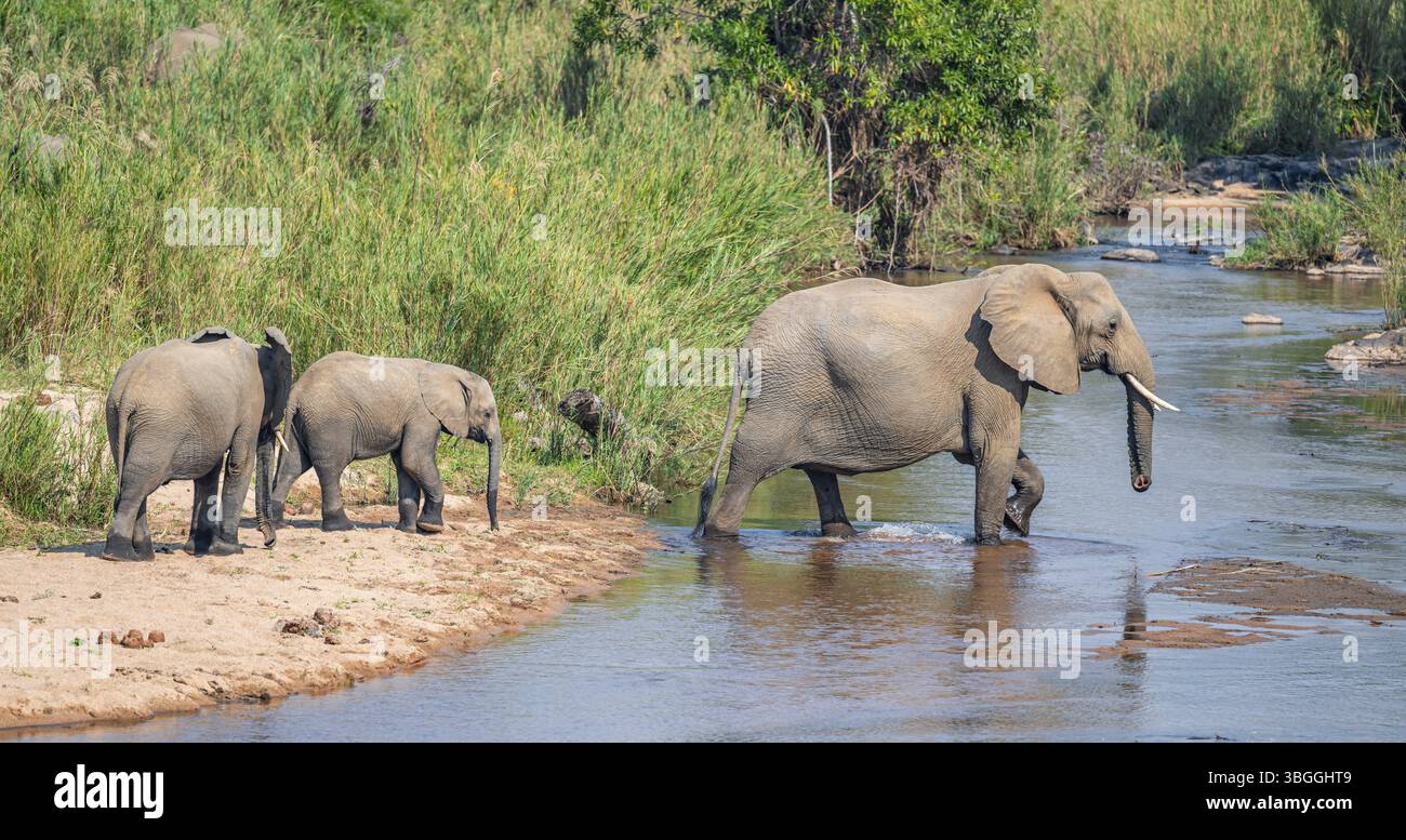 Éléphant d'Afrique (Loxodonta africana), mère de deux jeunes, au bord de la rivière, Parc National Kruger, Afrique du Sud, Afrique Banque D'Images