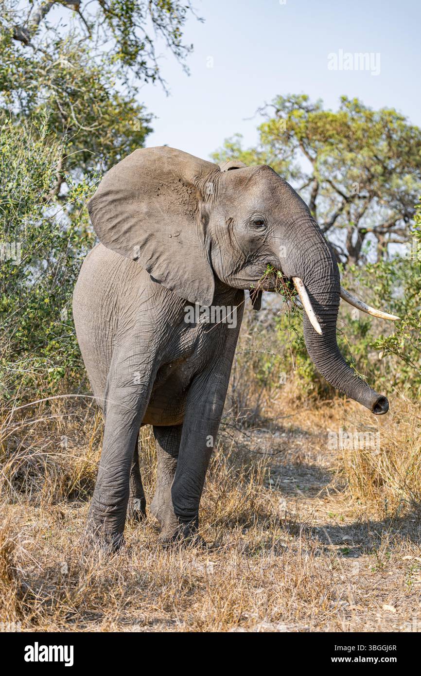 Éléphant d'Afrique (Loxodonta africana), adulte, mangeant de l'herbe et des feuilles, Parc national Kruger, Afrique du Sud, Afrique Banque D'Images