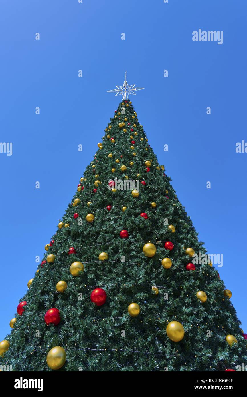 Sapin de Noël néo-zélandais festif avec des décorations dorées et rouges sur un ciel bleu, Bethléem, Tauranga, Bay of Plenty, Île du Nord, nouvelle-Zélande, OC Banque D'Images