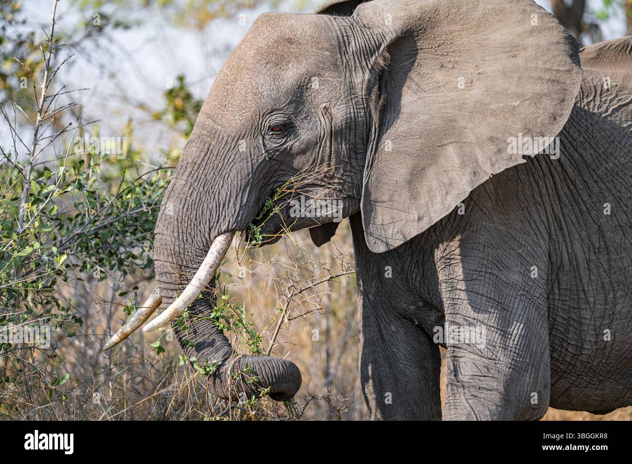 Éléphant d'Afrique (Loxodonta africana), adulte, mangeant de l'herbe et des feuilles, Parc national Kruger, Afrique du Sud, Afrique Banque D'Images