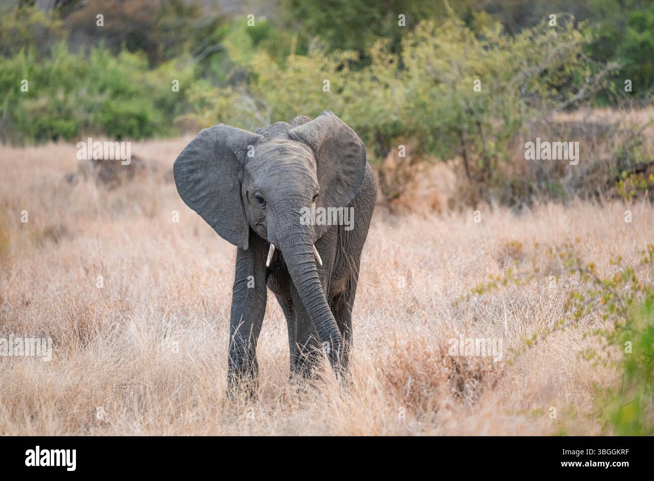 Éléphant d'Afrique (Loxodonta africana), jeune animal dans l'herbe sèche, savane africaine, Parc national Kruger, Afrique du Sud, Afrique Banque D'Images