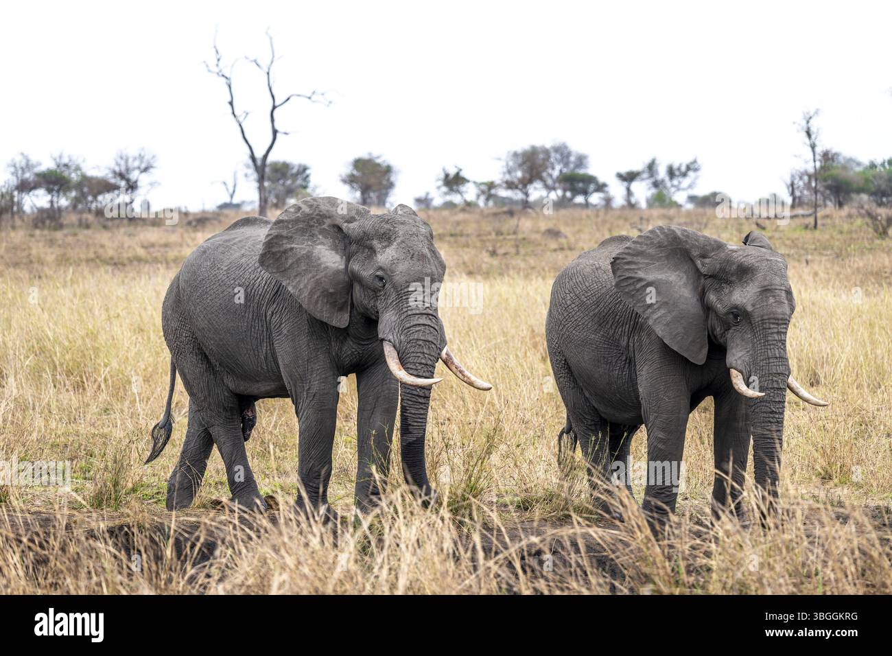 Éléphant d'Afrique (Loxodonta africana), adulte, deux animaux en herbe sèche, Parc National Kruger, Afrique du Sud, Afrique Banque D'Images