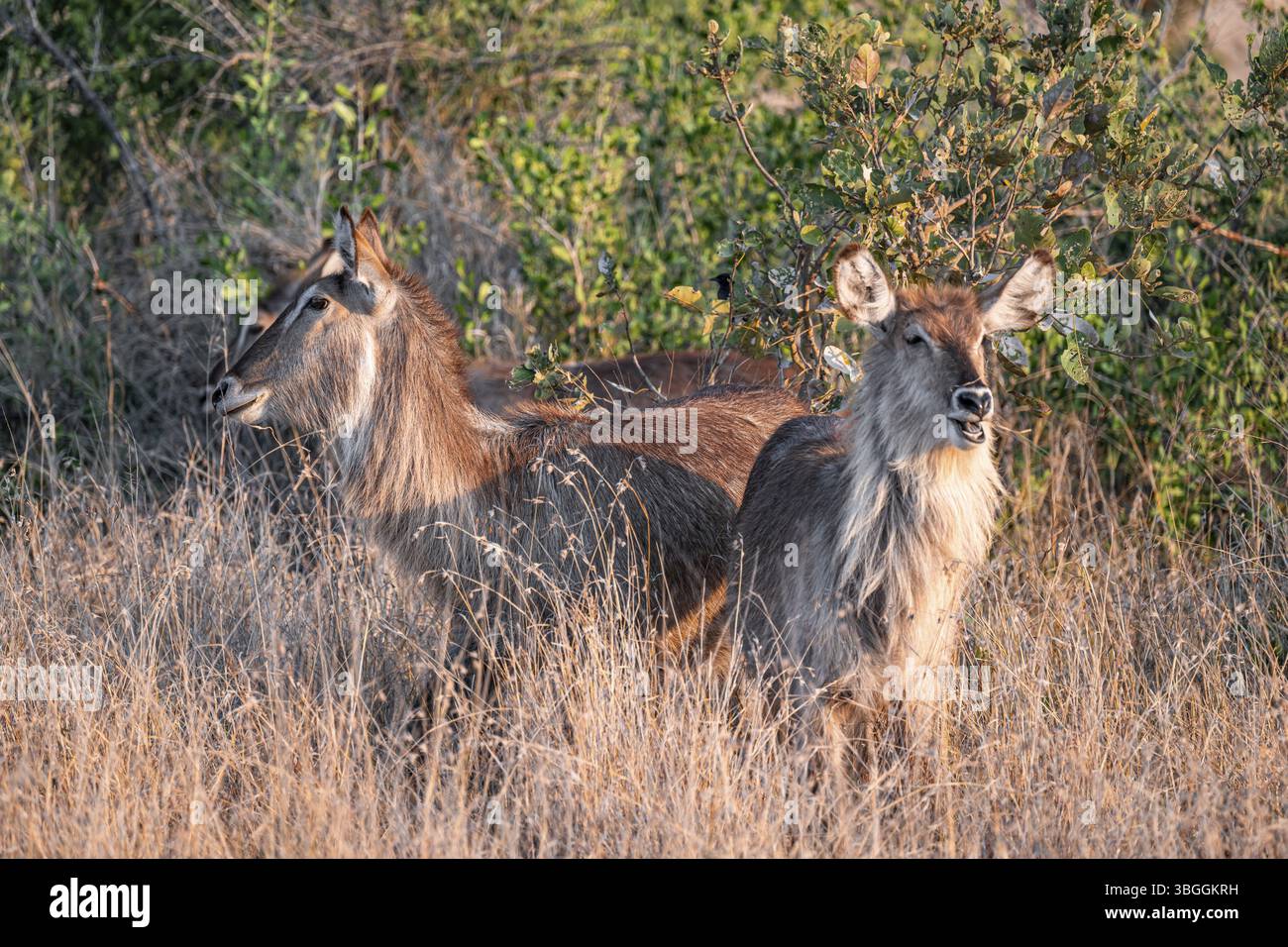 Barbuck elliptique (Kobus ellipsipiprymnus), deux femelles adultes, en herbe sèche, parc national Kruger, Afrique du Sud, Afrique Banque D'Images
