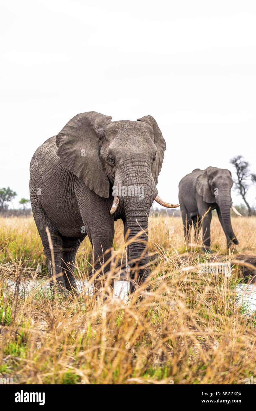 Éléphant d'Afrique (Loxodonta africana), adulte, deux animaux en herbe sèche, Parc National Kruger, Afrique du Sud, Afrique Banque D'Images