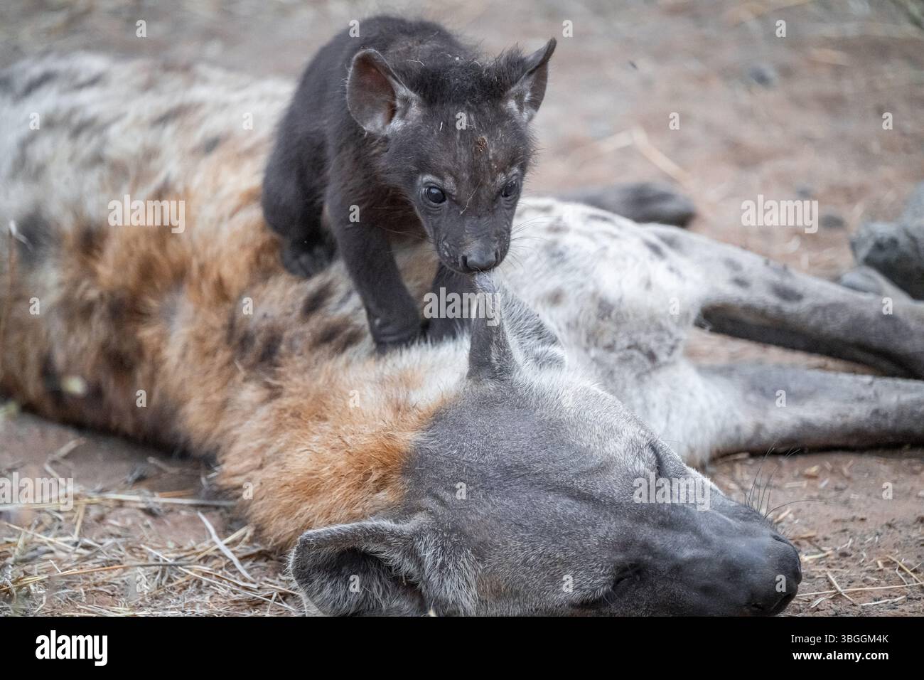 Hyène tachetée (Crocuta crocuta), jeune animal grignotant à l'oreille de la mère, Parc national Kruger, Afrique du Sud, Afrique Banque D'Images