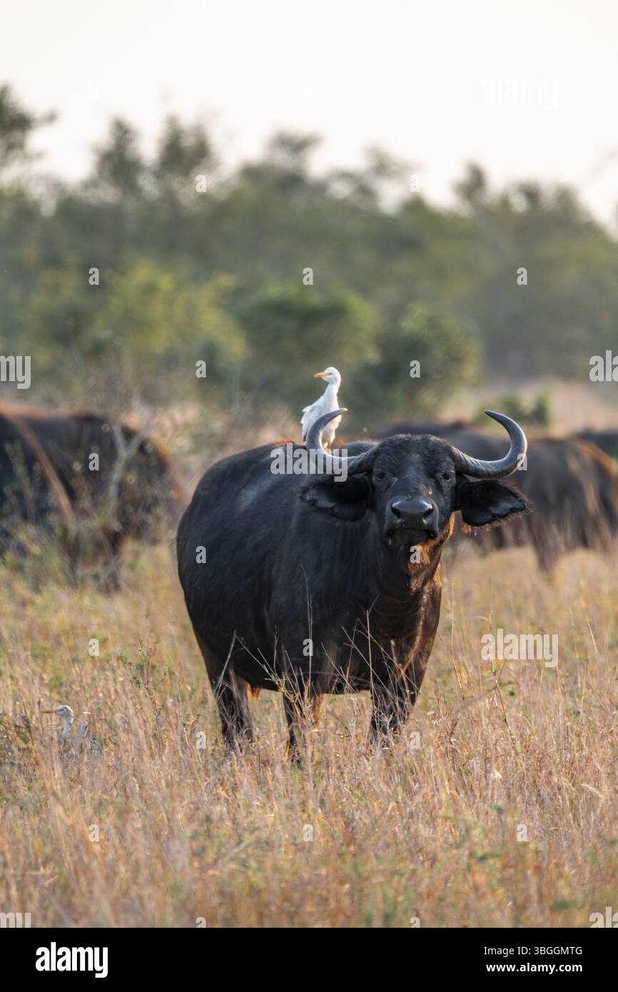 Aigrette (Bubulcus ibis) assise sur le dos d'un buffle du Cap (Syncerus caffer caffer), buffle debout dans l'herbe sèche, savane africaine, drôle, K Banque D'Images