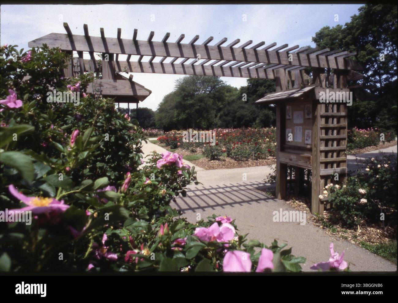 Une vue à l'intérieur du Columbus Park of Roses, un parc de 13 acres ouvert en juin 1953. Faisant partie du parc Whetstone, il a été développé après que la ville a acquis 106 acres de terrain de la ferme E. A. Fuller en 1944. L'inauguration du parc a eu lieu en 1950. Banque D'Images