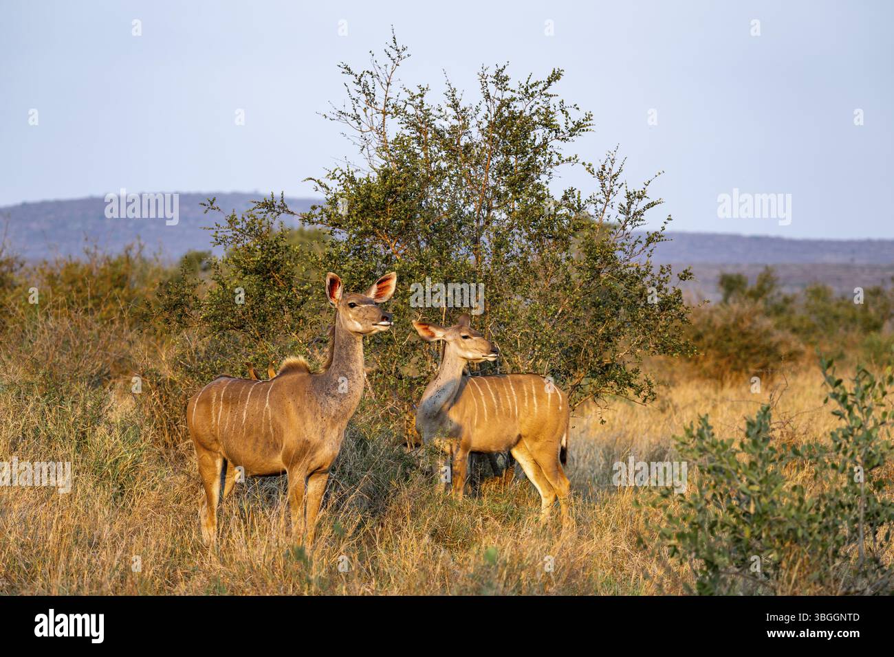 Greater kudu (Tragelaphus strepsiceros) dans l'herbe sèche, deux femelles adultes dans la lumière du soir, alerte, parc national Kruger, Afrique du Sud, Afrique Banque D'Images