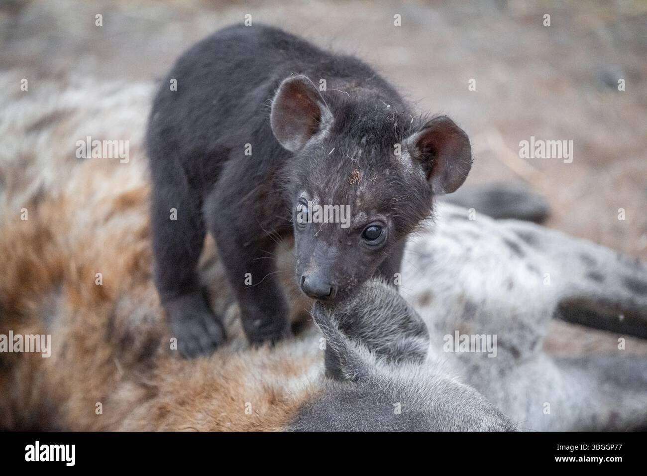 Hyène tachetée (Crocuta crocuta), jeune animal grignotant à l'oreille de la mère, Parc national Kruger, Afrique du Sud, Afrique Banque D'Images