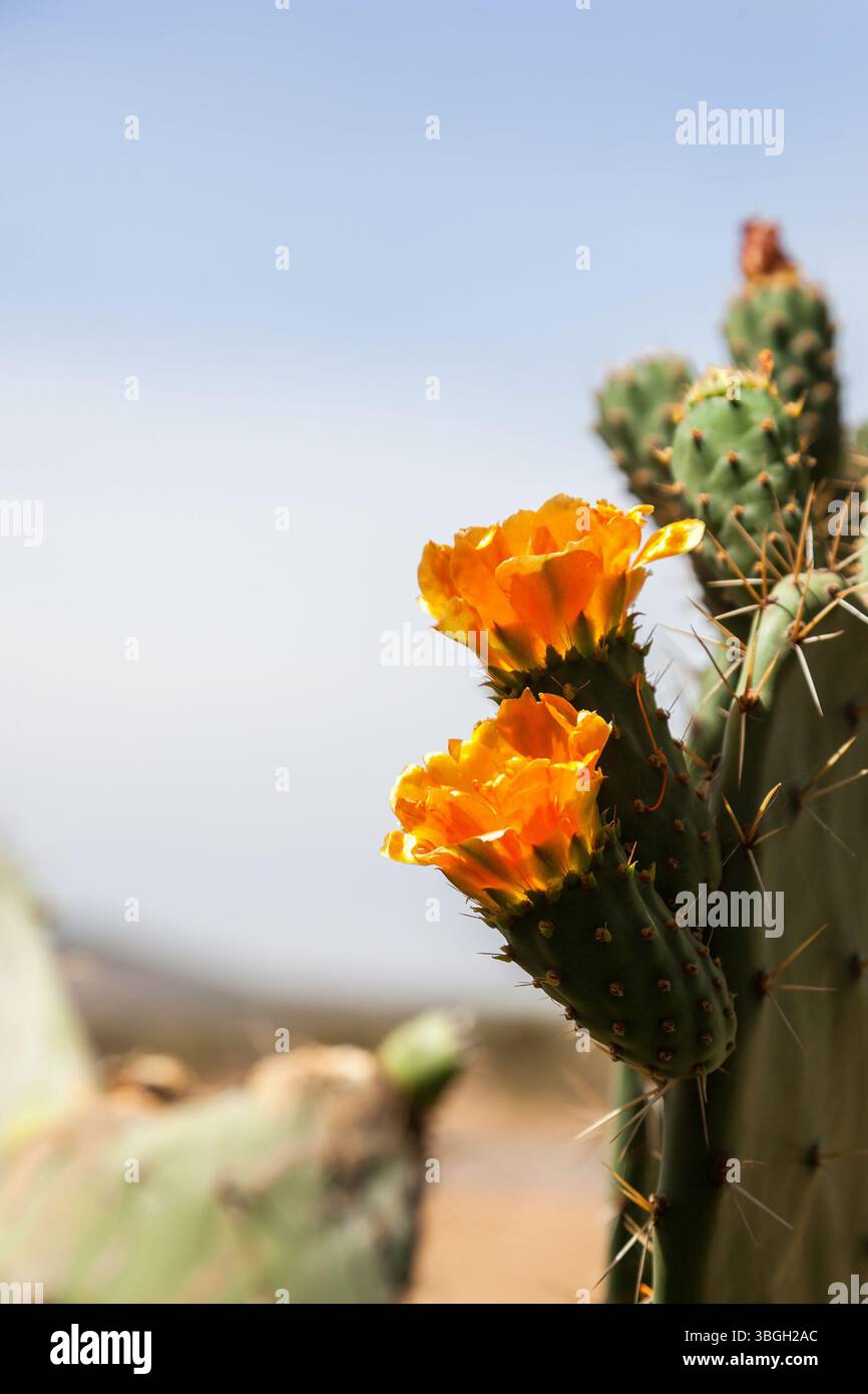 Fleurs jaunes sur un cactus Banque D'Images