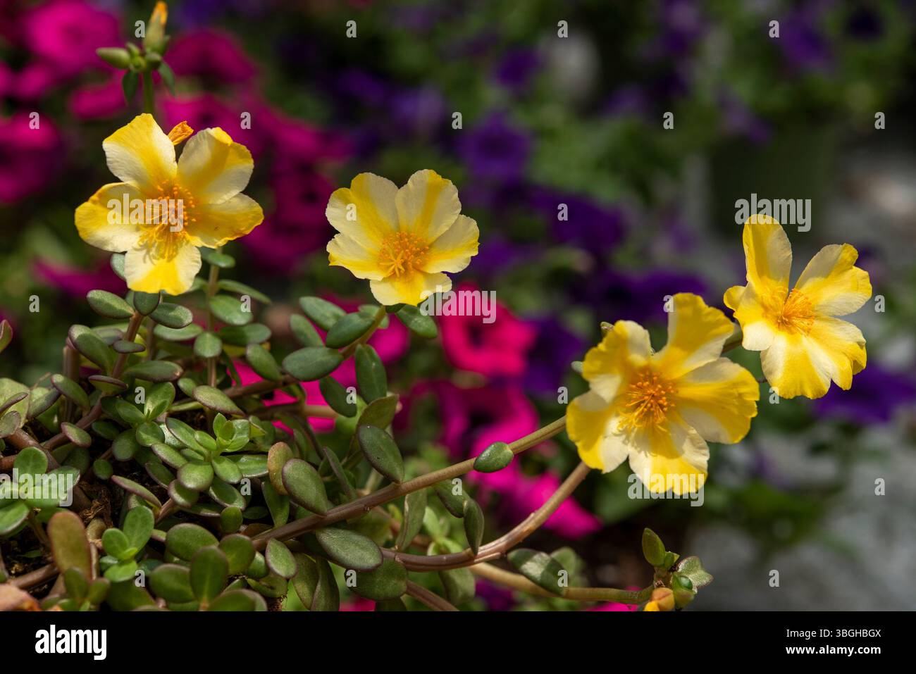 Portulaca oleracea est une plante succulente de la famille des Portulacaceae. . Banque D'Images