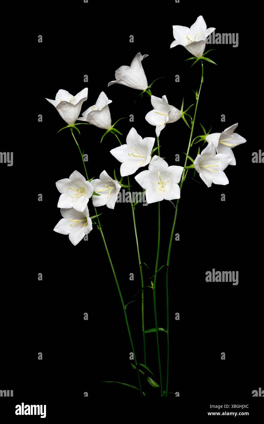 Chellfleur blanc (Campanula) sur fond noir Banque D'Images