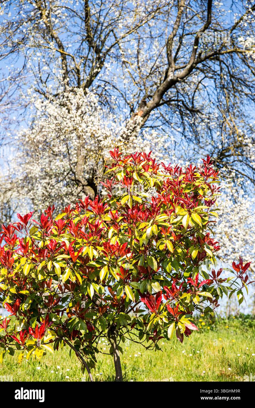 Couleurs printanières colorées dans la belle nature Banque D'Images
