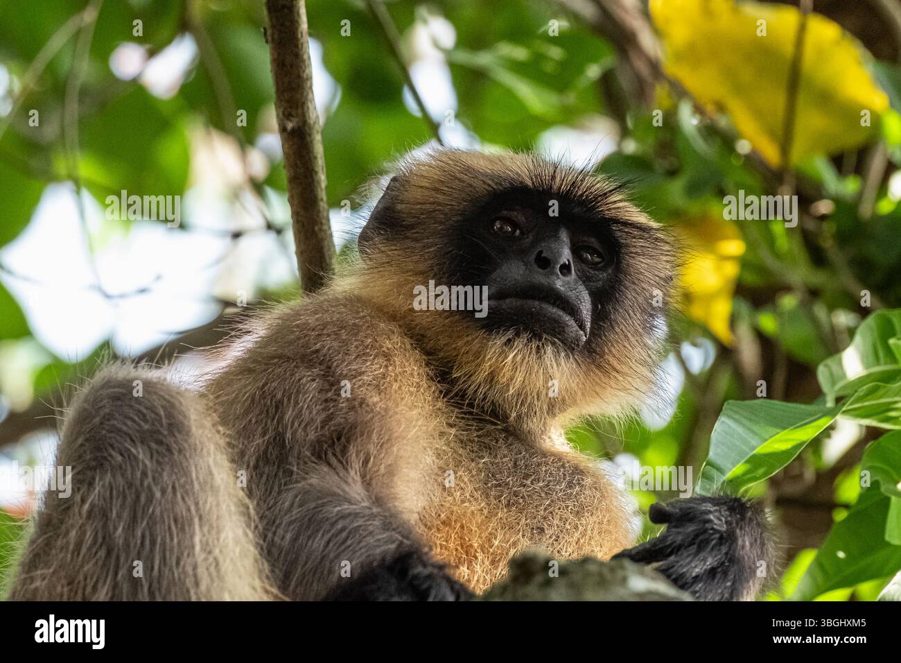 Gray Langur ou Hanuman Langur dans le parc national en Inde. Gros plan d'espèces de singe langur doré sur un arbre, visage de singe moelleux. Singe sauvage. Tr Banque D'Images