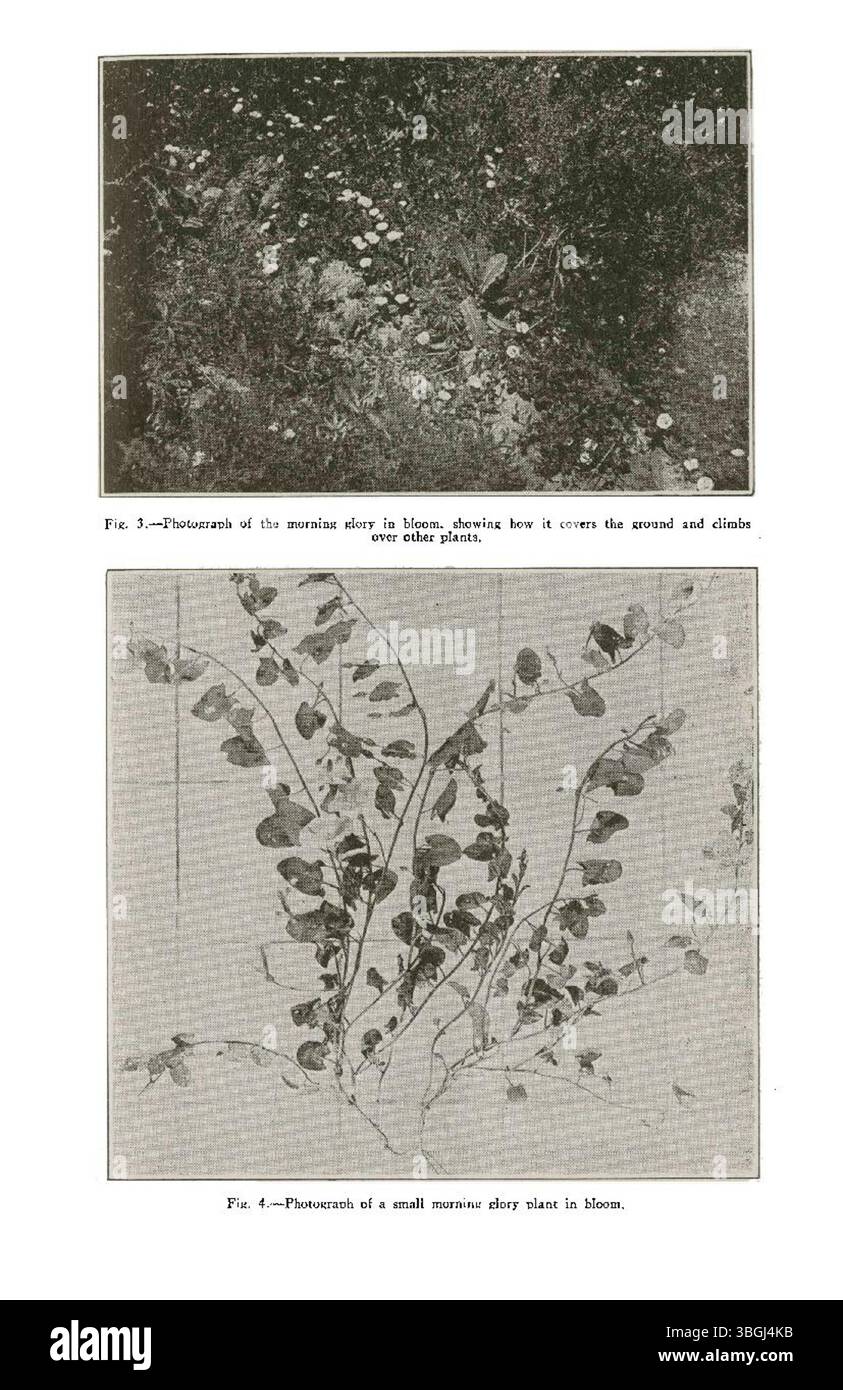 Ce document traite de trois mauvaises herbes vivaces importantes au Colorado, soulignant leur impact sur l'agriculture et les écosystèmes de la région. Publié en 1926, il fournit un aperçu de la gestion des mauvaises herbes et des défis que ces plantes posent à l'agriculture au Colorado. Banque D'Images