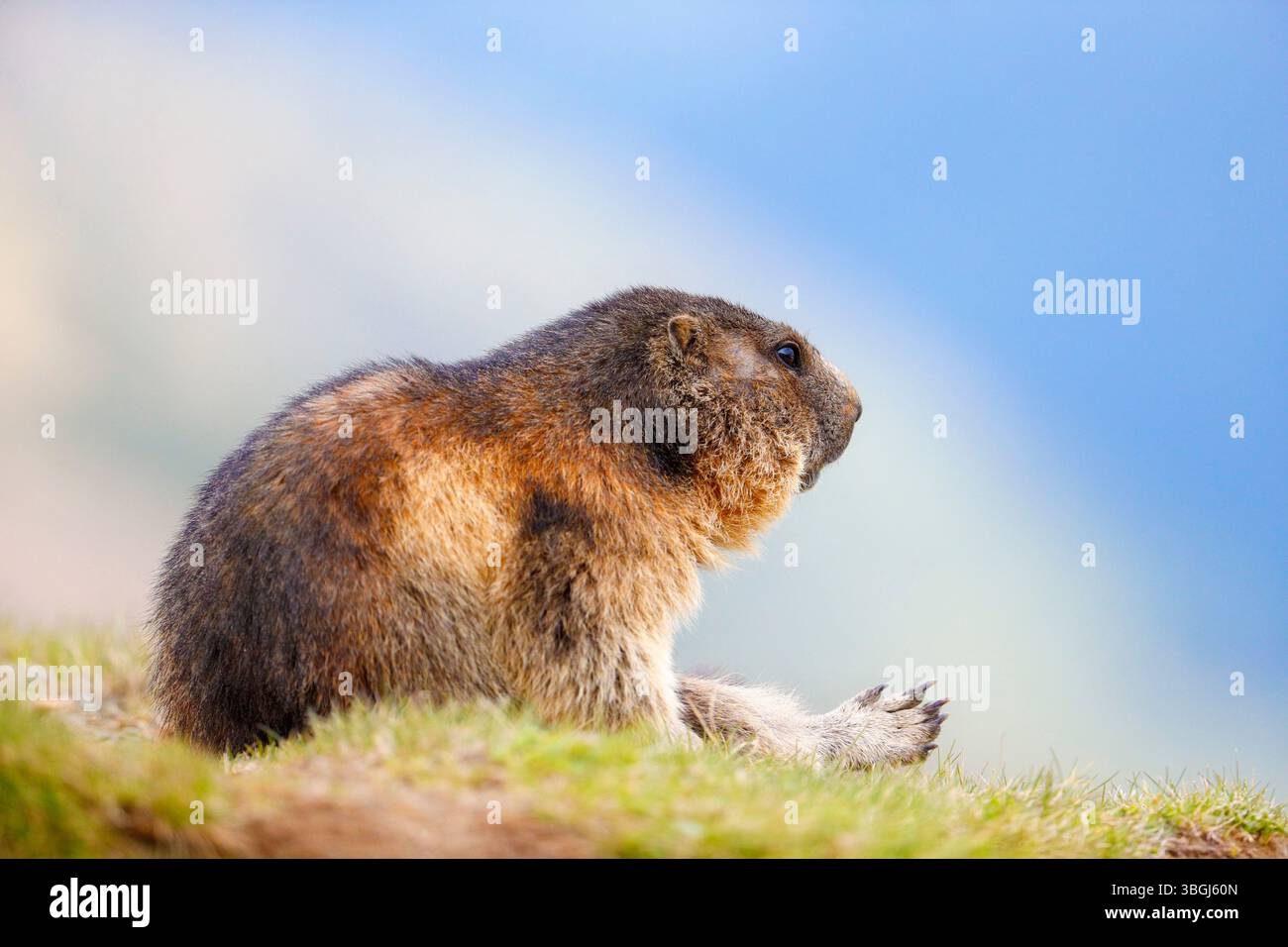 Marmotte alpine (Marmota marmota), marmotte est assise dans le pré avec une jambe tendue et regarde au loin Banque D'Images