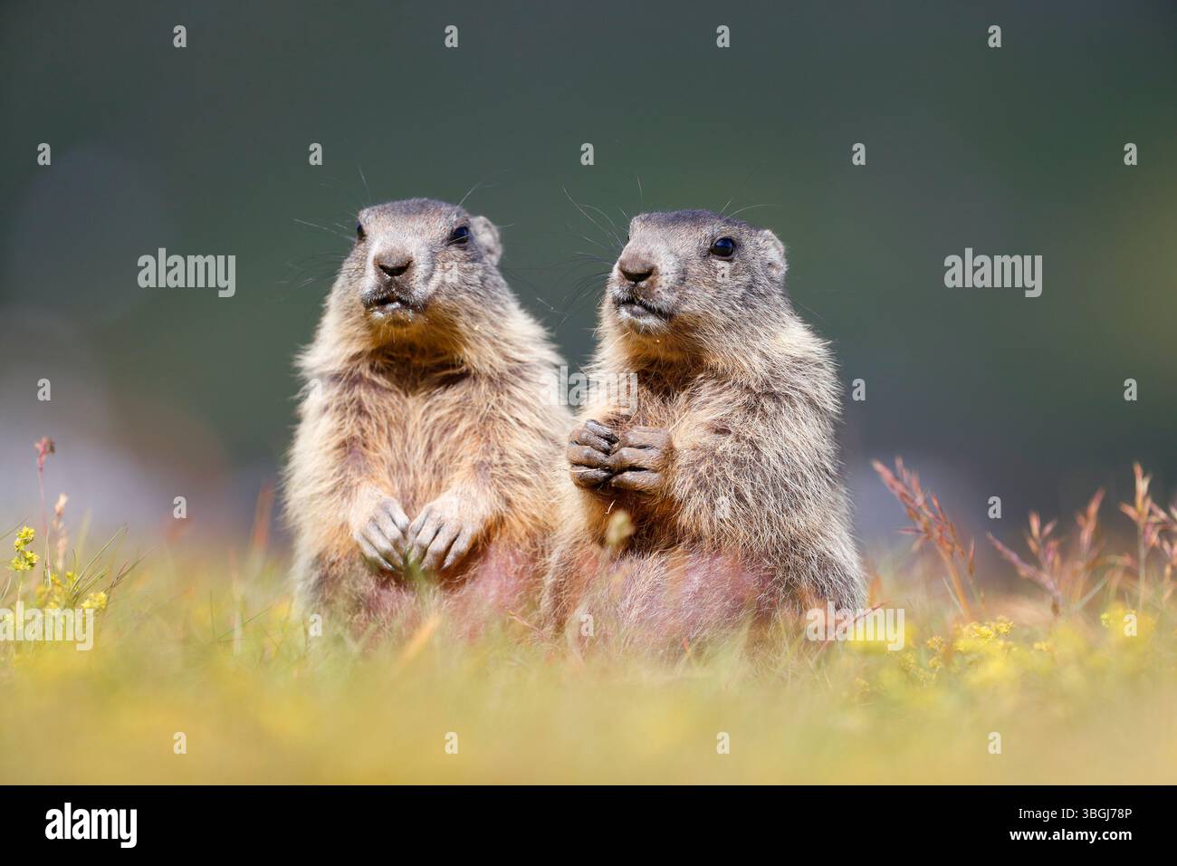 Marmotte alpine (Marmota marmota), deux jeunes marmottes se tiennent debout dans de hautes herbes et regardent dans la caméra Banque D'Images