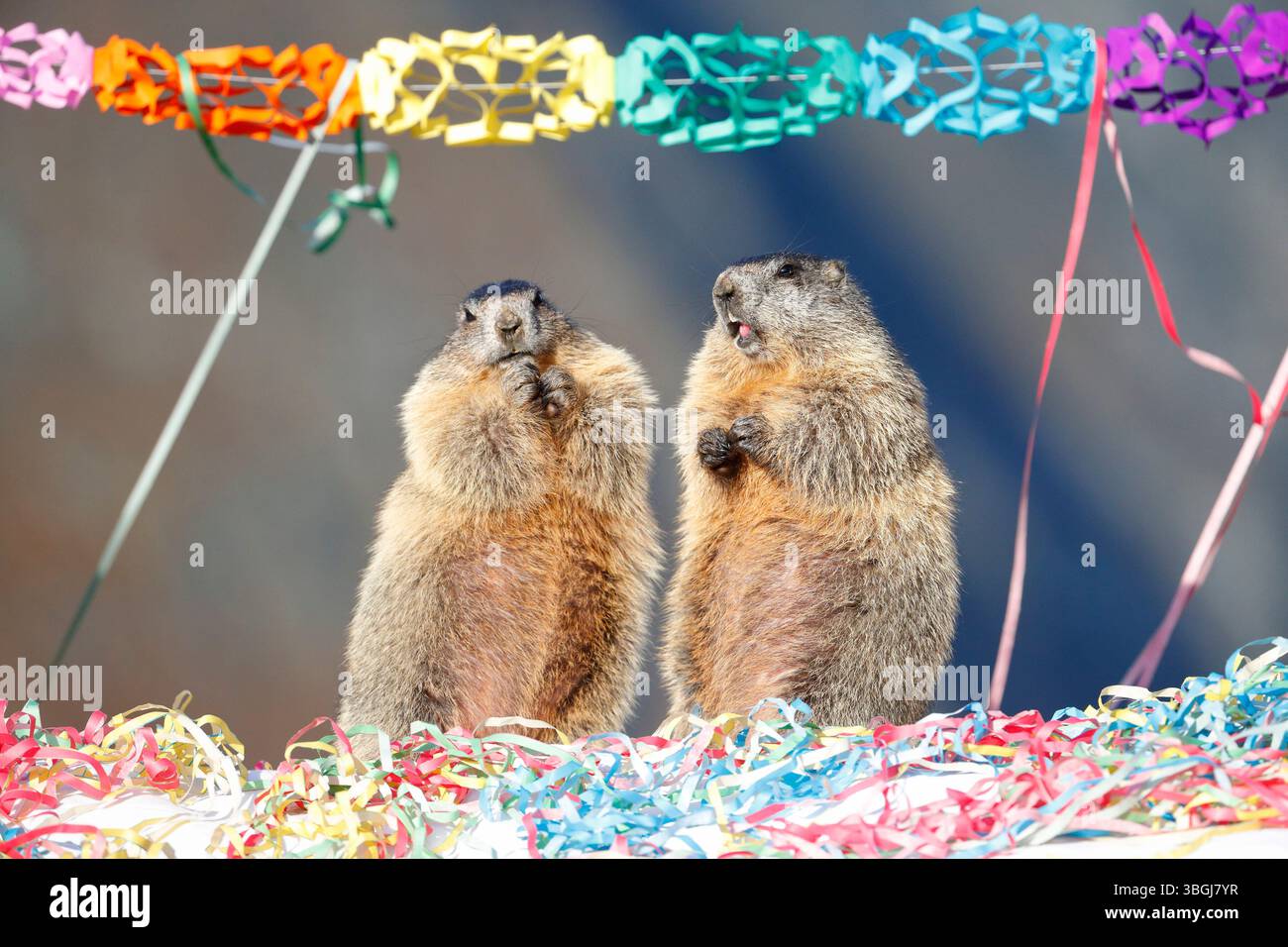 Marmotte alpine (Marmota marmota), deux marmottes sont assis l'un à côté de l'autre dans des décorations de carnaval avec des banderoles et des guirlandes et regardent dans l'appareil photo Banque D'Images