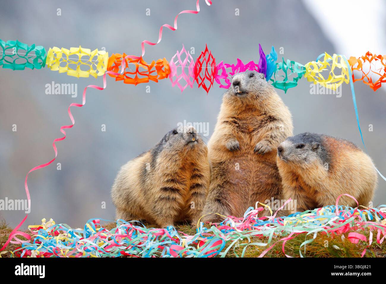 Marmotte alpine (Marmota marmota), trois marmottes sont assis les uns à côté des autres dans des décorations de carnaval avec des banderoles et des guirlandes et regardent dans l'appareil photo Banque D'Images