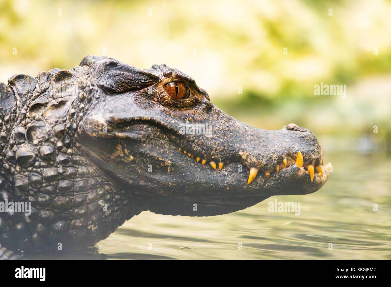 Caïman noir (Melanosuchus Niger), portrait, captif Banque D'Images