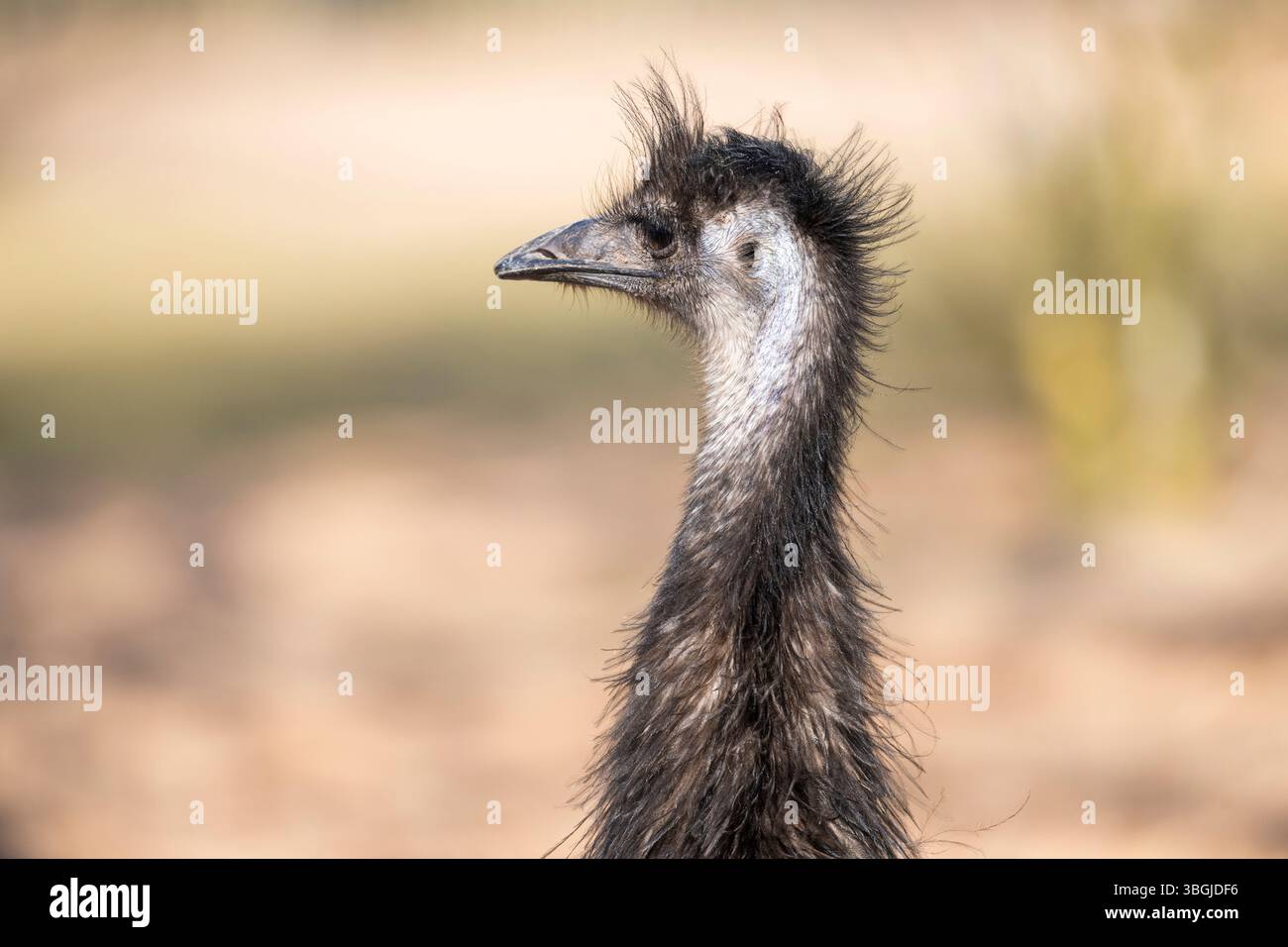 Émeu (Dromaius novaehollandiae) sur un pré, captif, Allemagne Banque D'Images