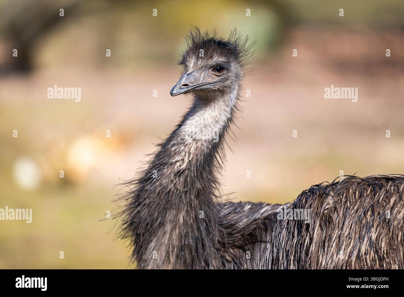 Émeu (Dromaius novaehollandiae) sur un pré, captif, Allemagne Banque D'Images