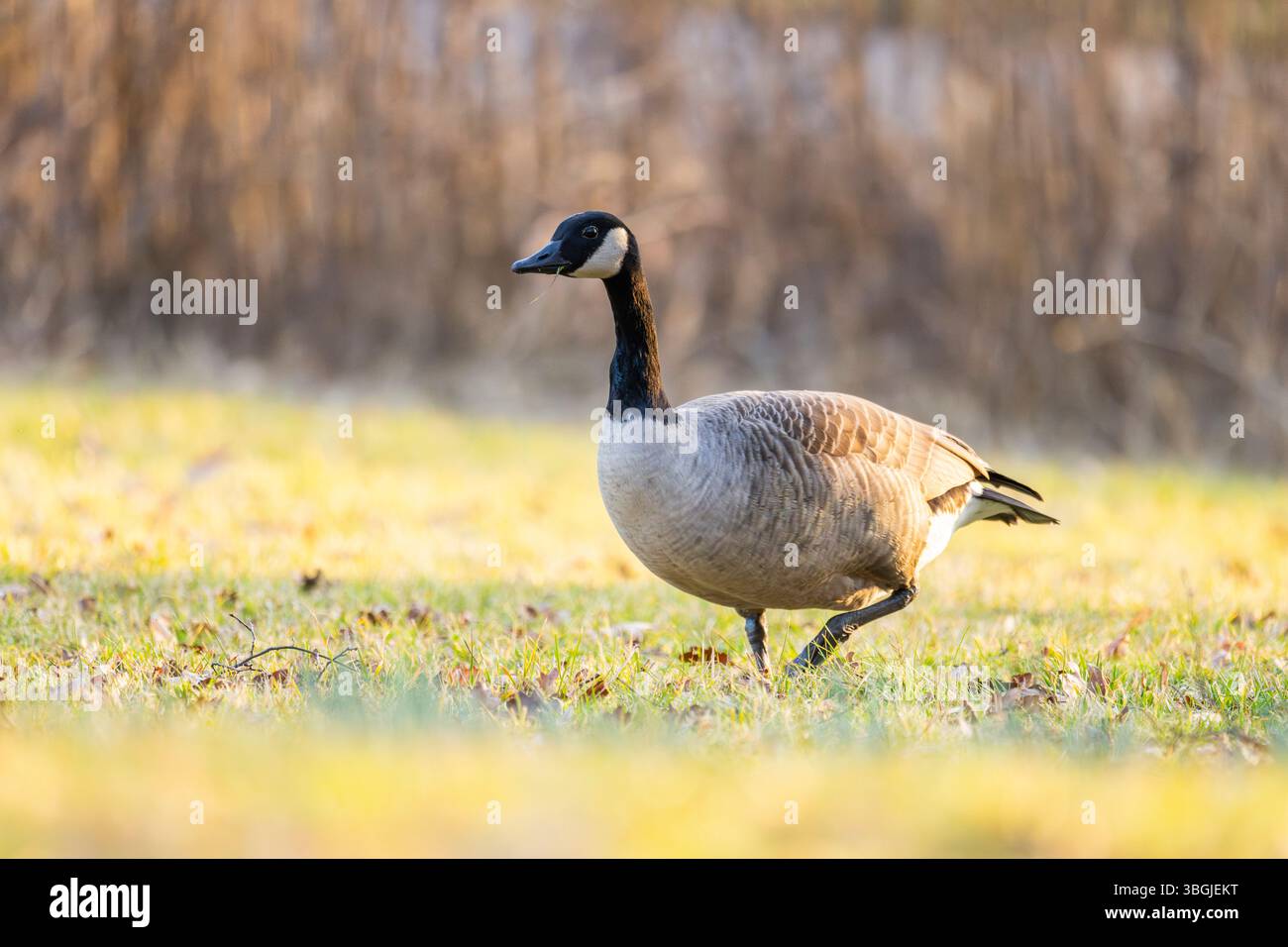 Oie du Canada (Branta canadensis) marchant sur une prairie au printemps, Franconie, Bavière, Allemagne Banque D'Images