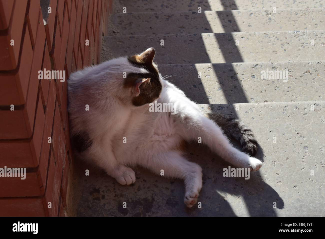 Un chat se prélassant contre un mur de briques et assis sur des marches en béton. Le chat semble détendu et est assis dans une posture décontractée avec ses jambes traînées Banque D'Images