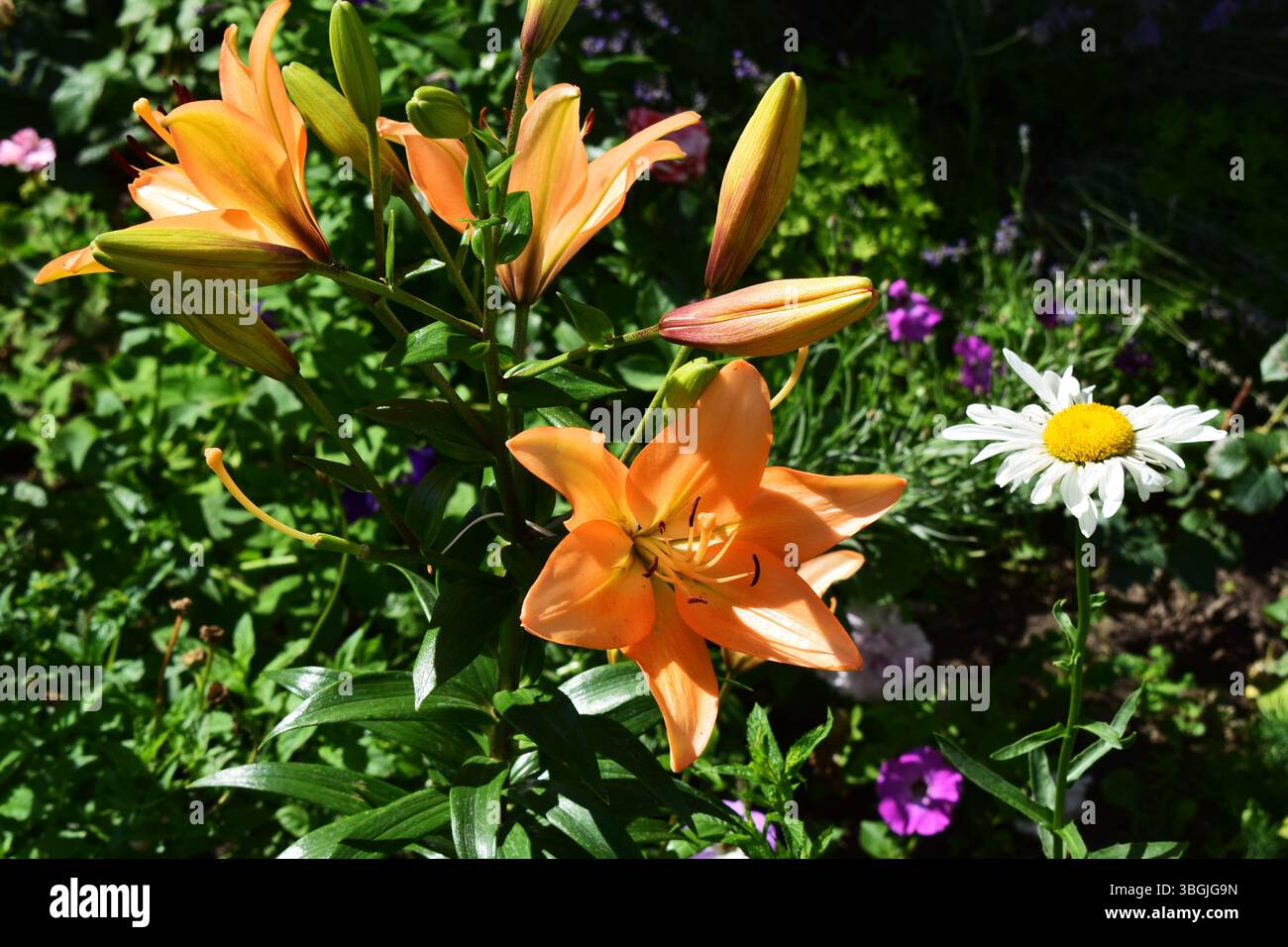 Une vue rapprochée d'une fleur de lis orange en pleine floraison. Les pétales sont recouverts de gouttelettes d'eau, peut-être de pluie récente ou de rosée. Entourant le Banque D'Images