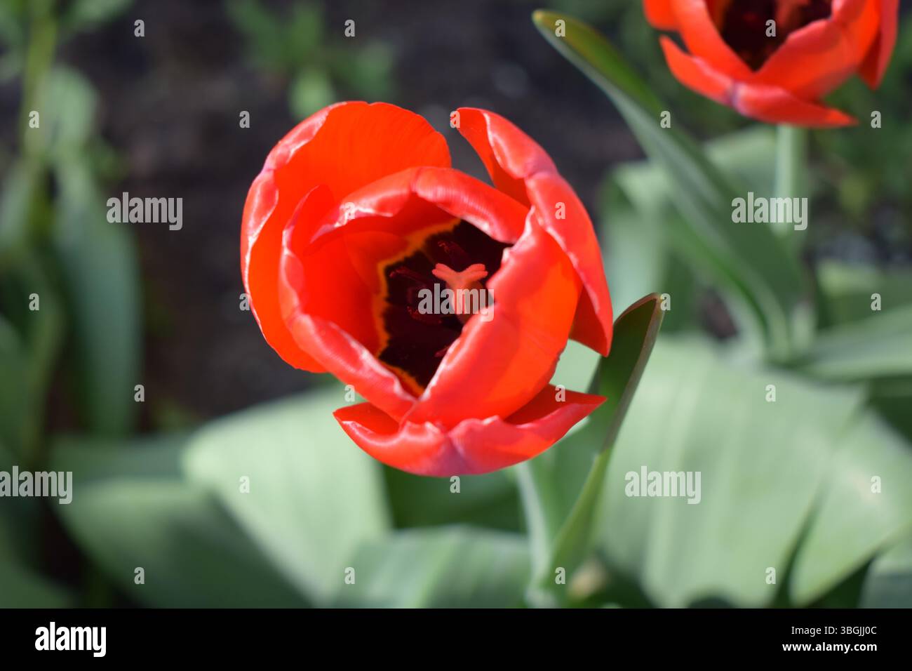 Une fleur de tulipe rouge, se démarquant sur un fond de jardin flou. La fleur en est à un stade précoce d'ouverture, avec des pétales partiellement séparés Banque D'Images