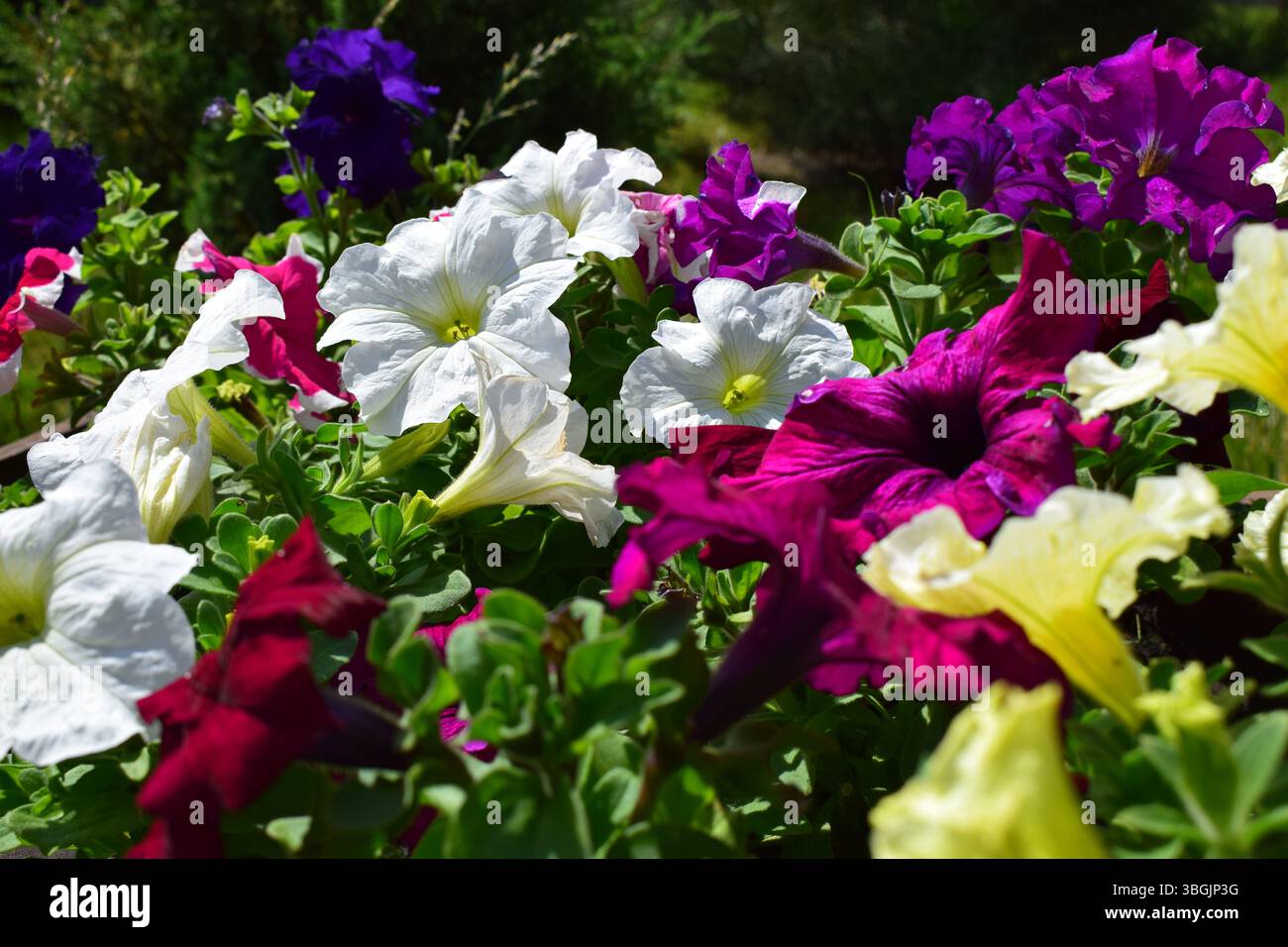 Un parterre de fleurs rempli de différentes couleurs de pétunias. Les fleurs sont en pleine floraison, affichant des nuances de blanc, rouge, rose, violet, lilas. La verdure Banque D'Images