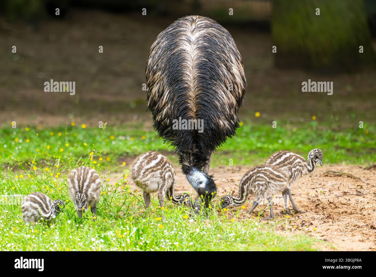 Emu (Dromaius novaehollandiae) mère avec ses jeunes dans un pré, Bavière, Allemagne, Europe Banque D'Images