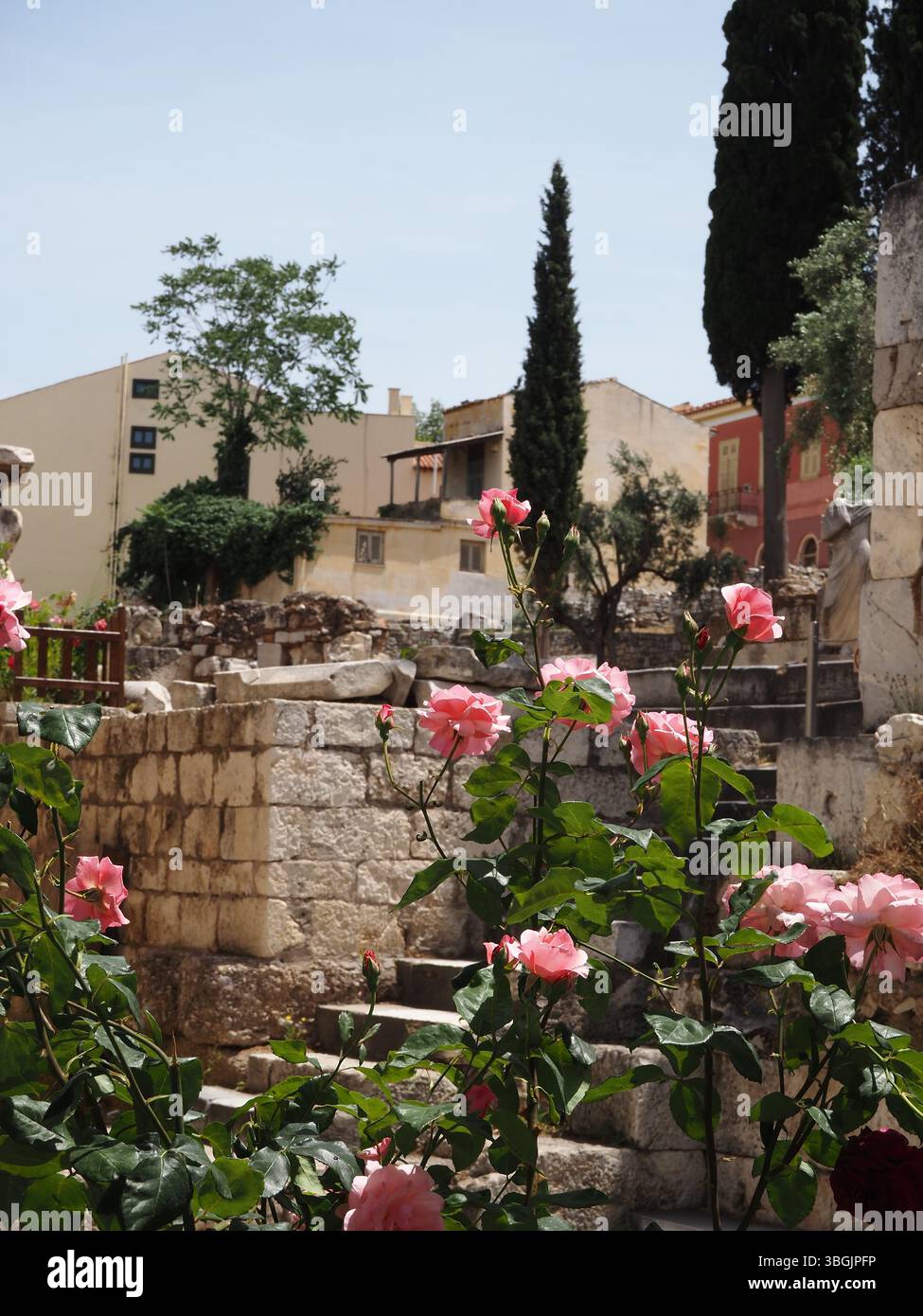 Rose Rose Bush et murs de pierre avec colonnes et arbres antiques dans un jardin caché en Grèce. Banque D'Images