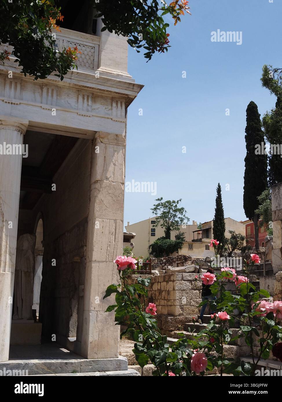 Floraison de rosiers roses devant de vieux murs et colonnes de pierre, avec des cyprès à l'arrière. Banque D'Images