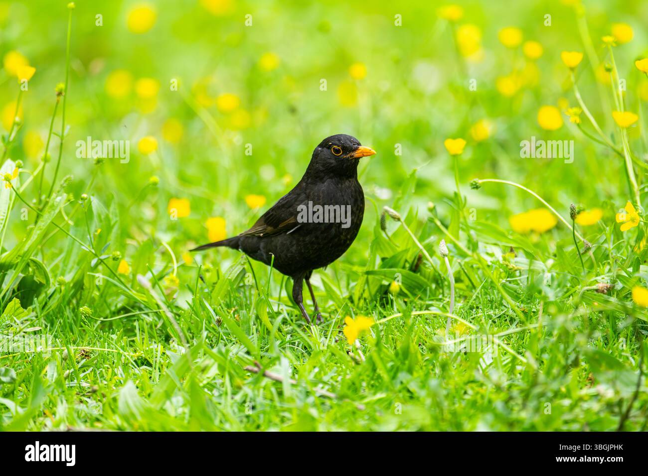 Merle noir commun (Turdus merula) mal sur un pré, Bavière, Allemagne, Europe Banque D'Images