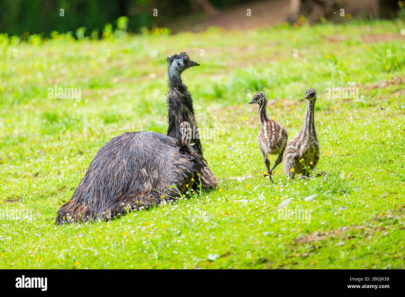 Emu (Dromaius novaehollandiae) mère avec ses jeunes dans un pré, Bavière, Allemagne, Europe Banque D'Images
