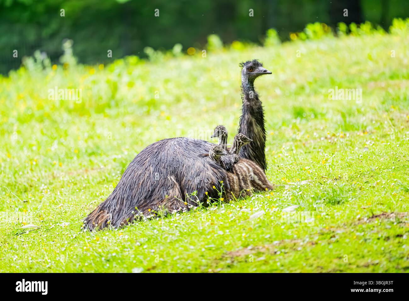 Emu (Dromaius novaehollandiae) mère avec ses jeunes dans un pré, Bavière, Allemagne, Europe Banque D'Images