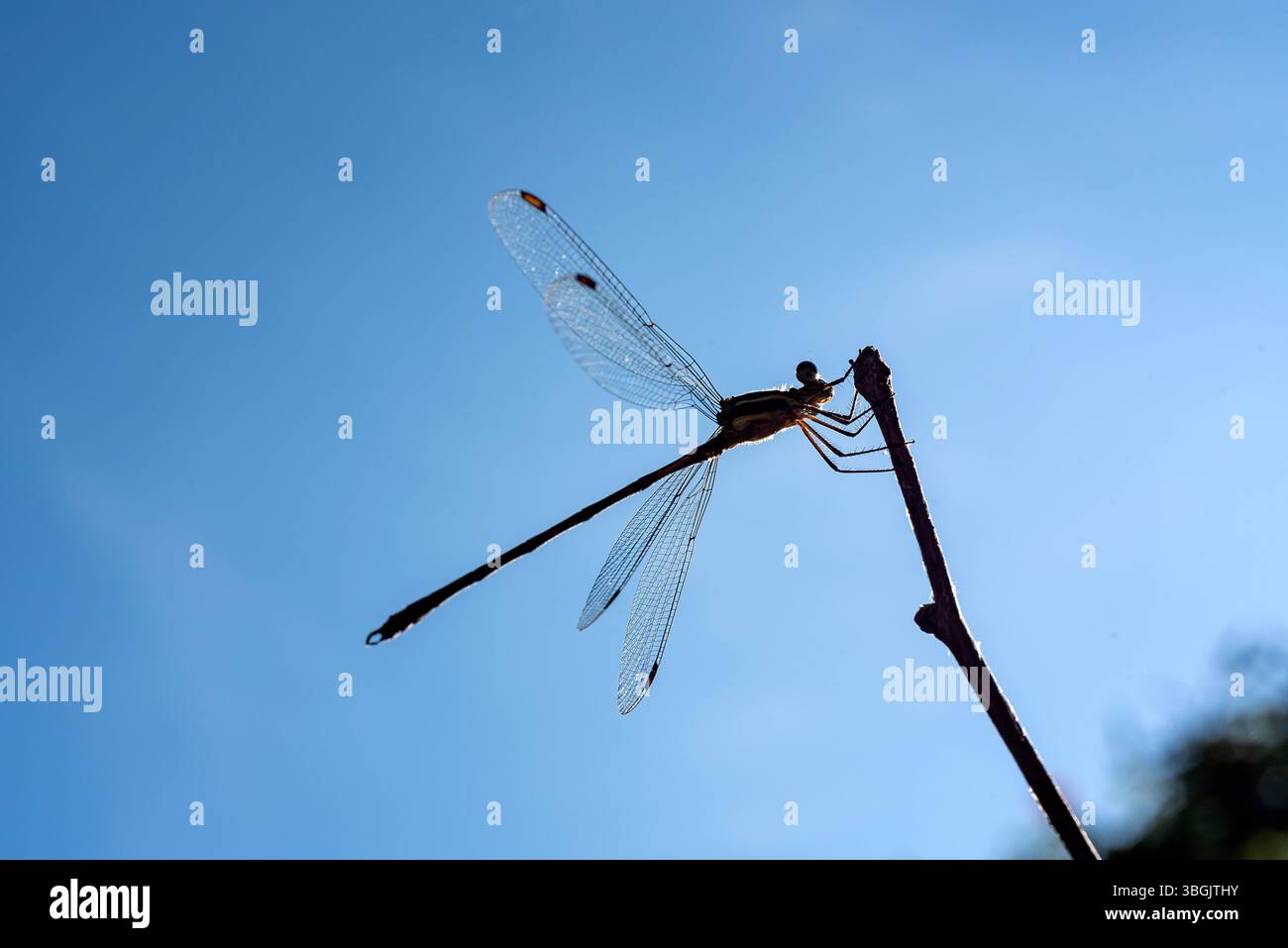 Dragonfly. Amatlán, Morelos, Mexique Banque D'Images