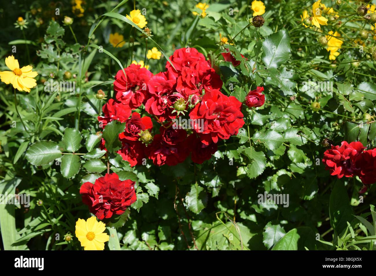Un groupe de fleurs rouges vibrantes, peut-être des roses, entouré d'un feuillage vert abondant. Quelques fleurs jaunes sont également aperçues dispersées dans la verdure Banque D'Images